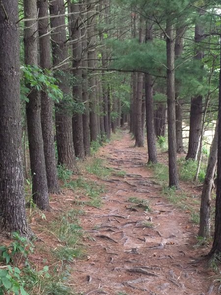 Buckeye Trail to Peninsula