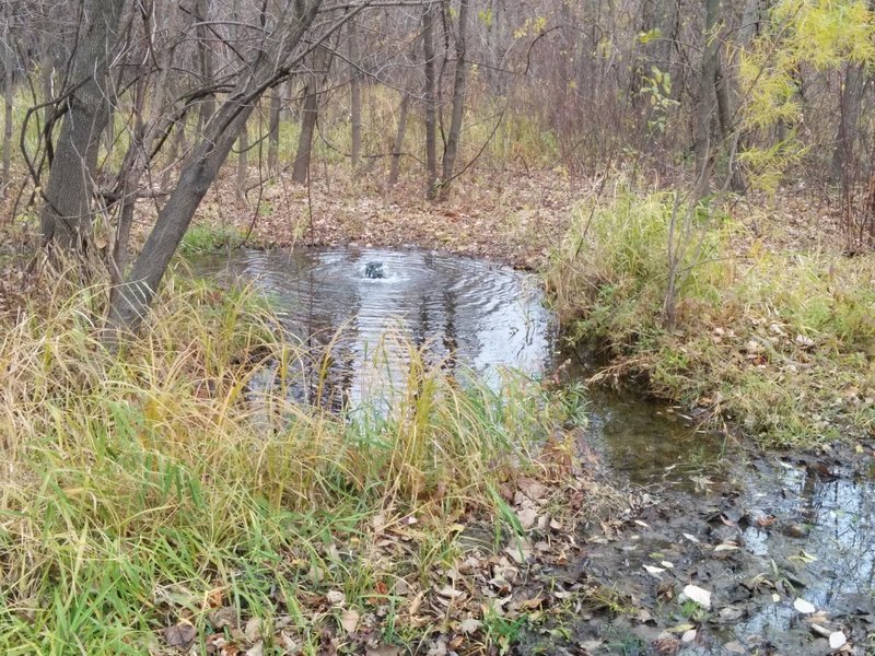 Artesian well just off the trail where the singletrack meets doubletrack.