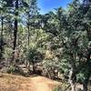 Typical conditions on Trail #350