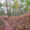 A fall day along the Macopin Trail