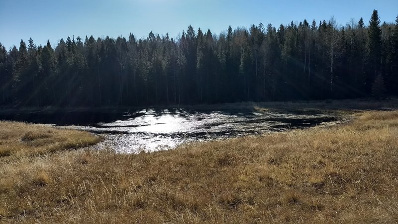 Small pond towards the end of the loop