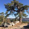 Sequoia tree overlooking the valley of giants