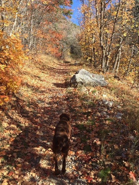 Dry Canyon Trail