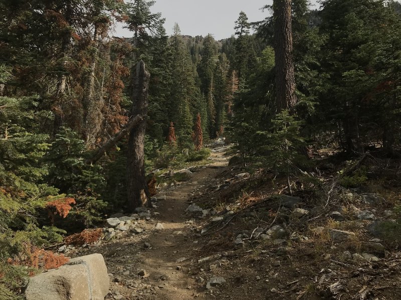 Trail Gulch Trail in Trinity Alps Wilderness