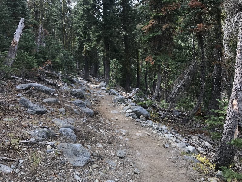 Trail Gulch Trail in Trinity Alps Wilderness