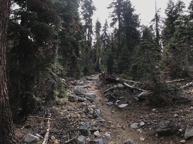 Trail Gulch Trail just before lake trail intersection in Trinity Alps Wilderness.