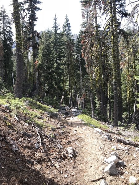 Trail Gulch Trail in Trinity Alps Wilderness.