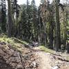 Trail Gulch Trail in Trinity Alps Wilderness.