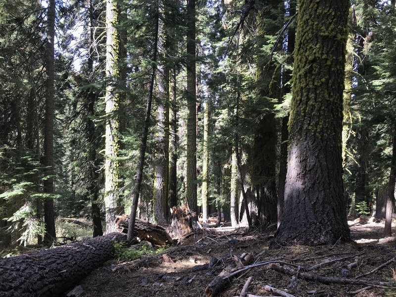 Trail Gulch Trail in Trinity Alps Wilderness.