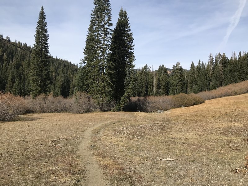 Fall in a meadow on Trail Gulch Trail in Trinity Alps Wilderness.