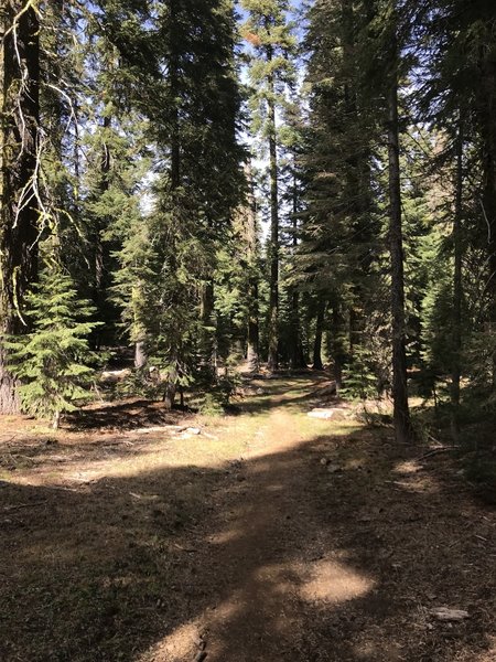 Trail Gulch Trail in Trinity Alps Wilderness