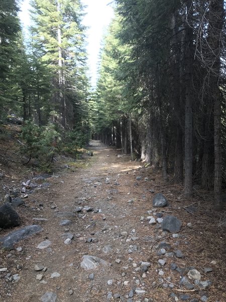 Trail Gulch Trail in Trinity Alps Wilderness