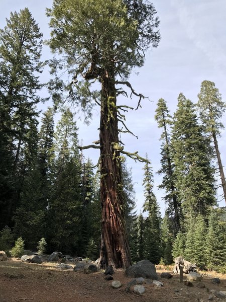 Ancient cedar tree at Trail Gulch trailhead in Klamath National Forest