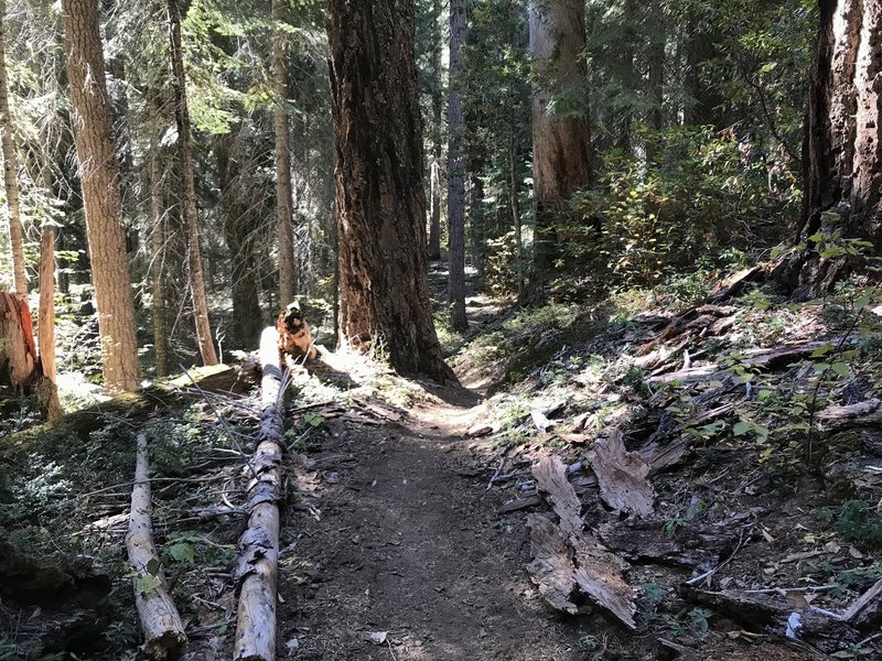 Fall on Canyon Creek Trail in Marble Mountain Wilderness.