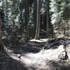 Canyon Creek Trail in Marble Mountain Wilderness.