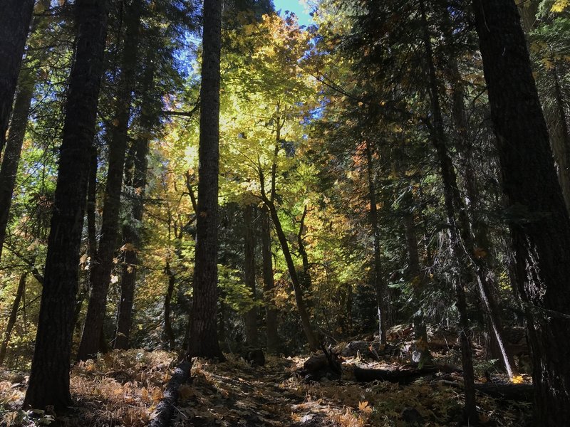 Fall on Canyon Creek Trail in Marble Mountain Wilderness.