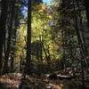 Fall on Canyon Creek Trail in Marble Mountain Wilderness.