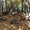 Fall on Canyon Creek Trail in Marble Mountain Wilderness