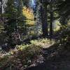 Canyon Creek Trail in Marble Mountain Wilderness