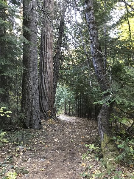 Canyon Creek Trail in Marble Mountain Wilderness.