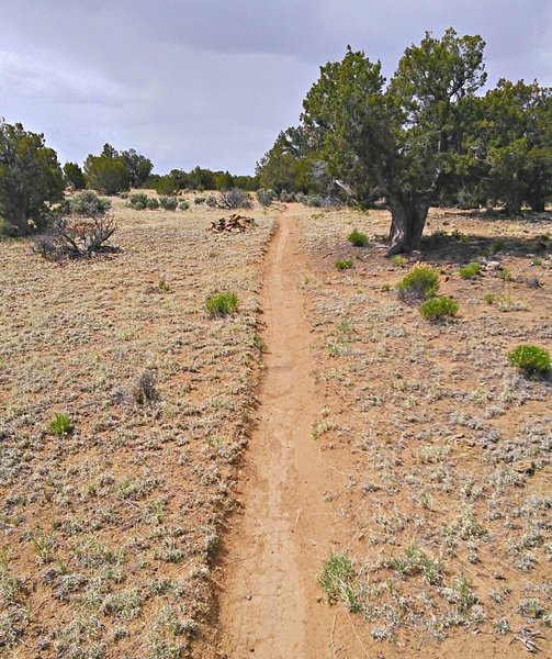 South bound on smooth singletrack.