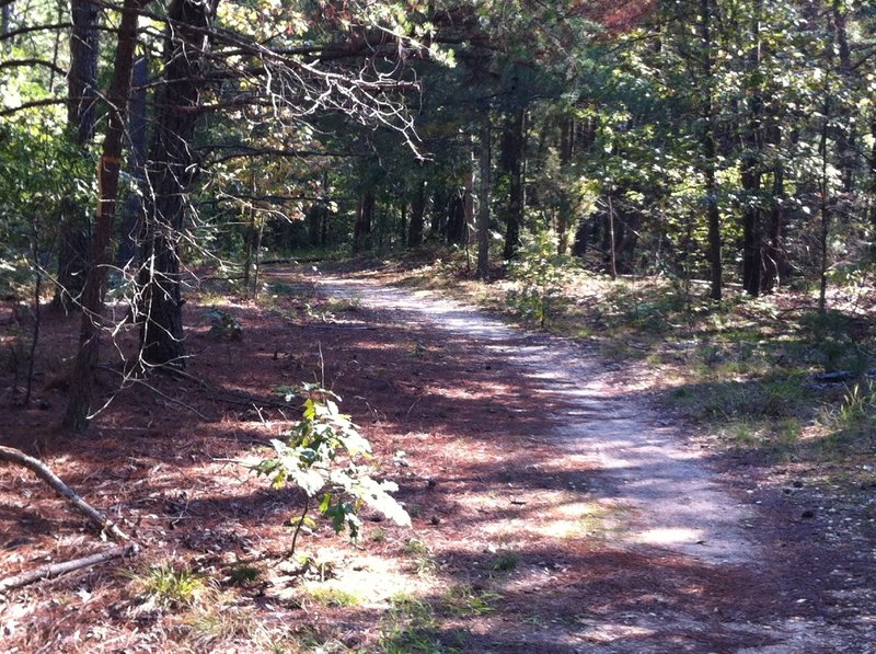 Cedarville State Forest doubletrack.