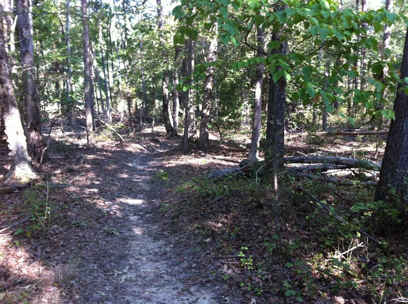 Cedarville singletrack