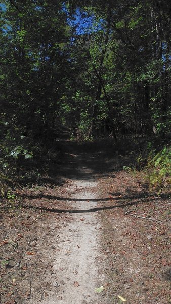 Through the woods, on fairly easy and flat singletrack.