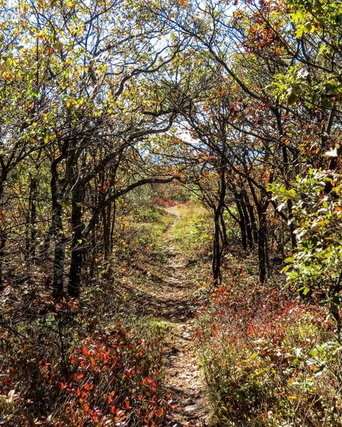 There's no better time on the South Taconic Trail than deep in the heart of Autumn.