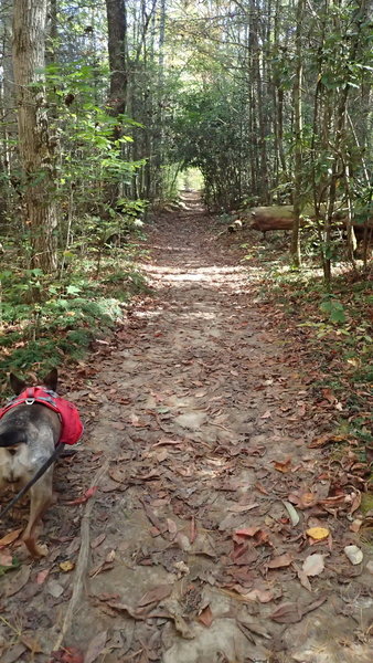 Smooth and flat beginning of the trail.