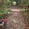 Smooth and flat beginning of the trail.