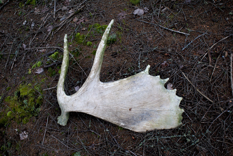 Moose antler found along the trail.