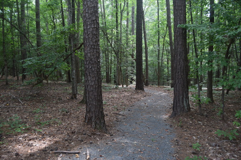 View of the surrounding forest from the Talking Tree Trail.