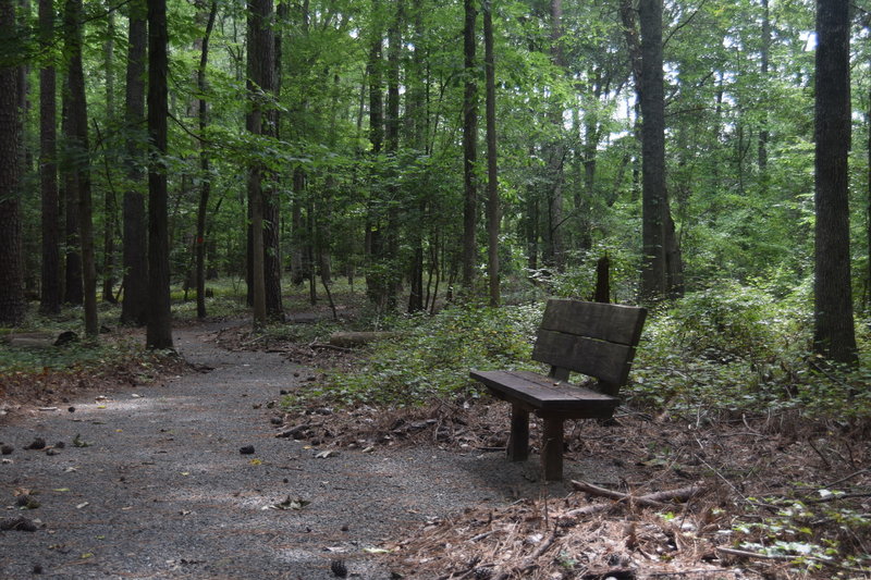 Rest stop along the Talking Tree Trail