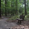 Rest stop along the Talking Tree Trail