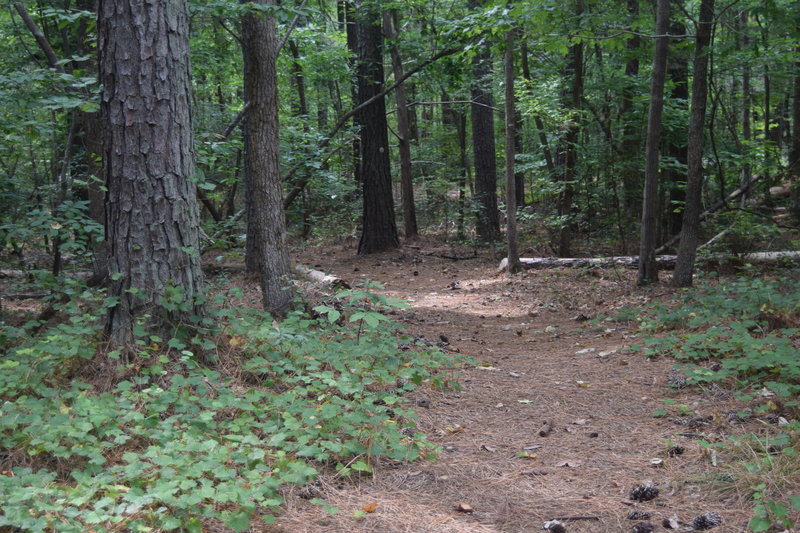 Typical view from the Low Lands Trail