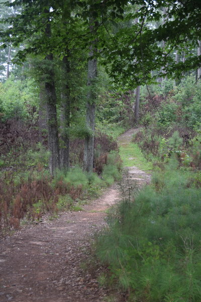 A portion of the Forest Demonstration Trail