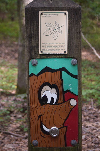 This 'talking tree' tells you about the shagbark hickory.