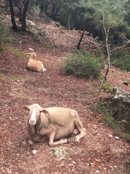 Some sheep resting.