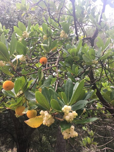 Berries grow on the trail.