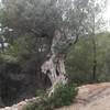 An olive tree.