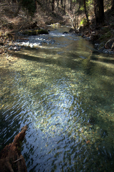 Crossing Briggs Creek on fallen trees.