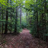 One of the unpaved roads in Willard Brook SF.