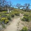 Mature oaks and wildflowers are plentiful.