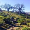 Springtime in the foothills of the Sierras.