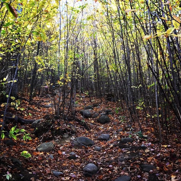 Trail has many small to medium size rocks to navigate.