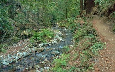 Fall Creek Trail Hiking Trail Felton California