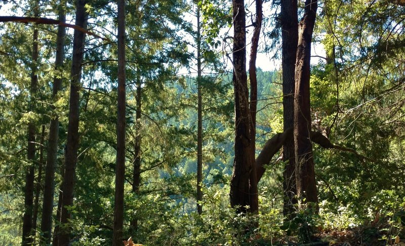 The rugged ridge on the other side of the steep sided Fall Creek Valley is seen through the trees along the Truck Trail ridge top