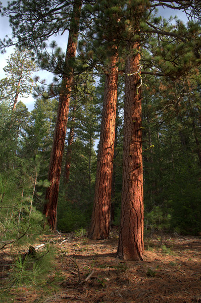 The Lone Pilot passes by a stand of Ponderosa Pines