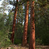 The Lone Pilot passes by a stand of Ponderosa Pines